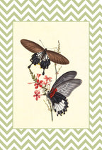 Papilio Coon and Papilio Agener