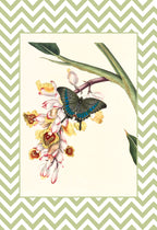 Papilio Crino