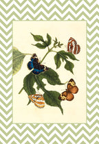 Papilio Erymanthis and Papilio Orythia