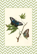 Papilio Gambricuis