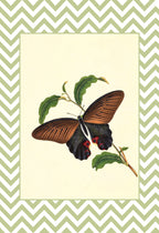 Papilio Laomedon