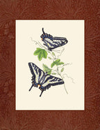 Papilio antinous