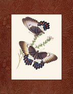 Papilio aegeus