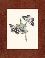 Papilio aganippe