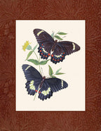 Papilio erechtheus