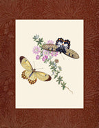 Papilio harmonia; Papilio crefsida
