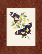Papilio ilioneus