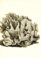 Pavonia lactuca