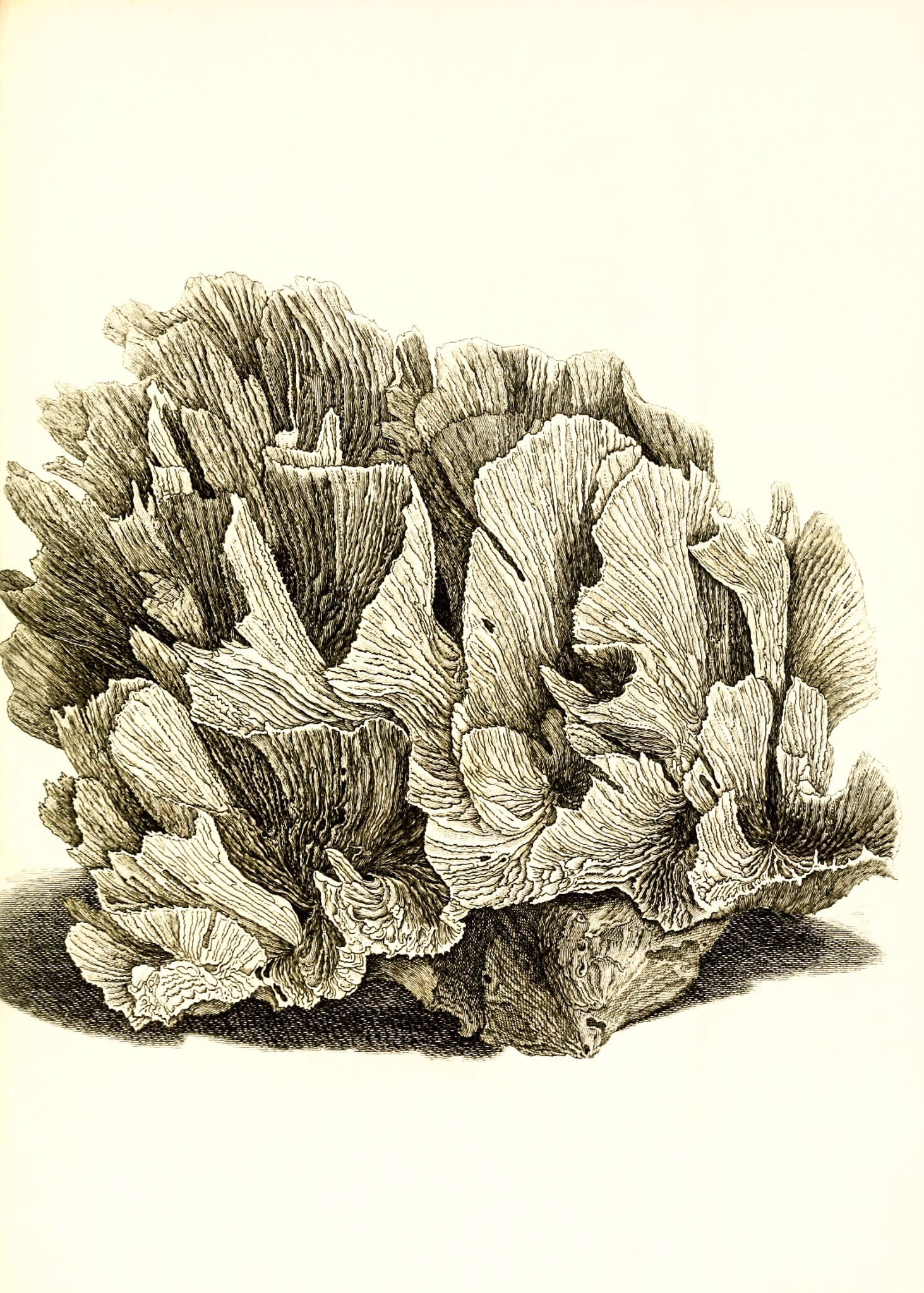 Pavonia lactuca