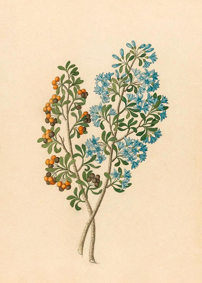 Pentand Mono. (Ehretia Rigida)