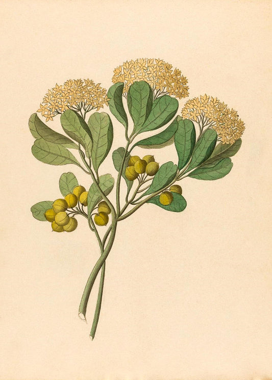 Pentandria Mon. (Pittosporum Viridiflorum)