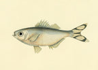 Perca Argentea