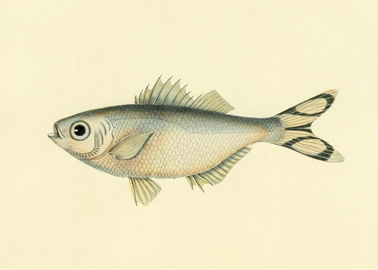 Perca Argentea