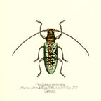 Peribasis Princeps
