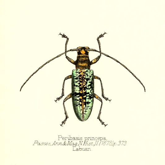 Peribasis Princeps