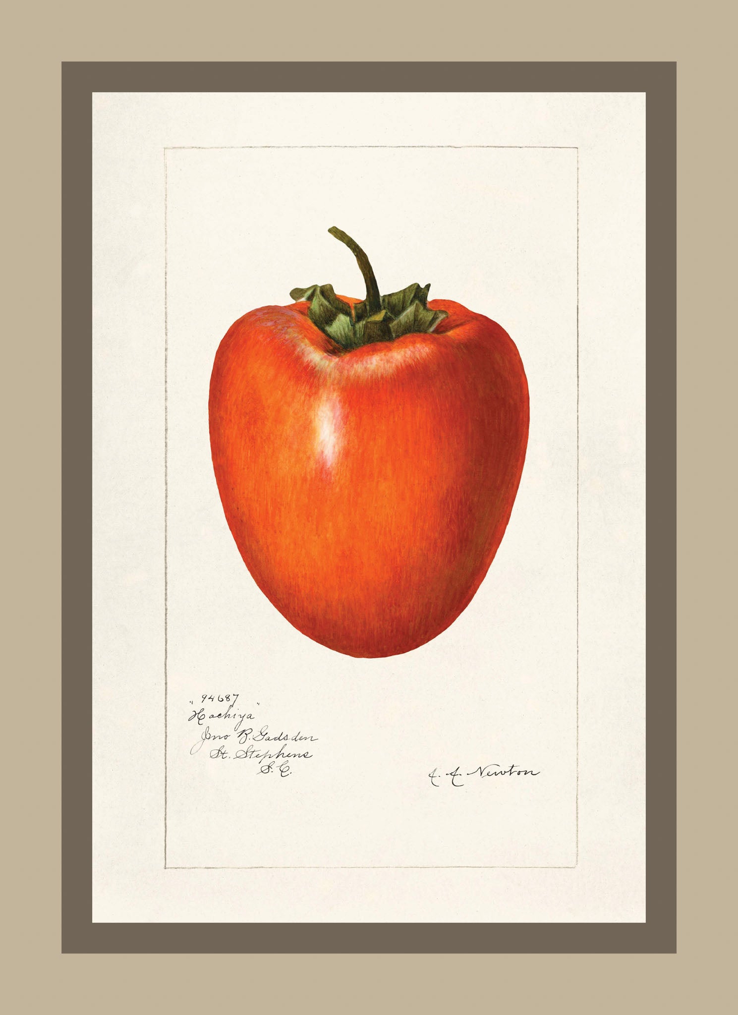 Persimmon