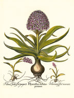 Peruvian squill, Pink spotted wild orchid, et al