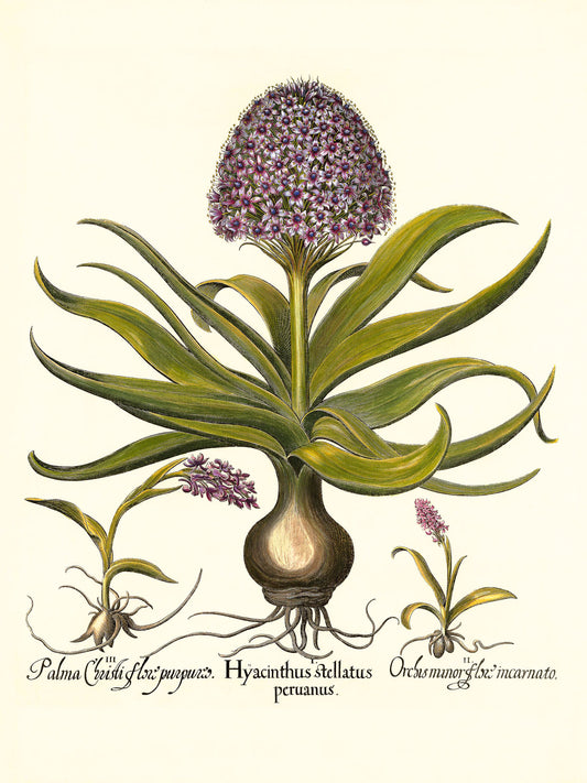 Peruvian squill, Pink spotted wild orchid, et al