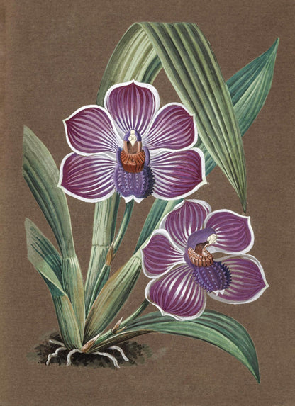 Pescatorea Lehmannii