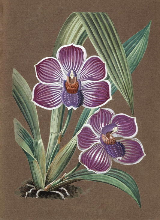 Pescatorea Lehmannii