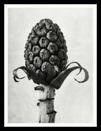 Petasites Officinalis (Butterbur)