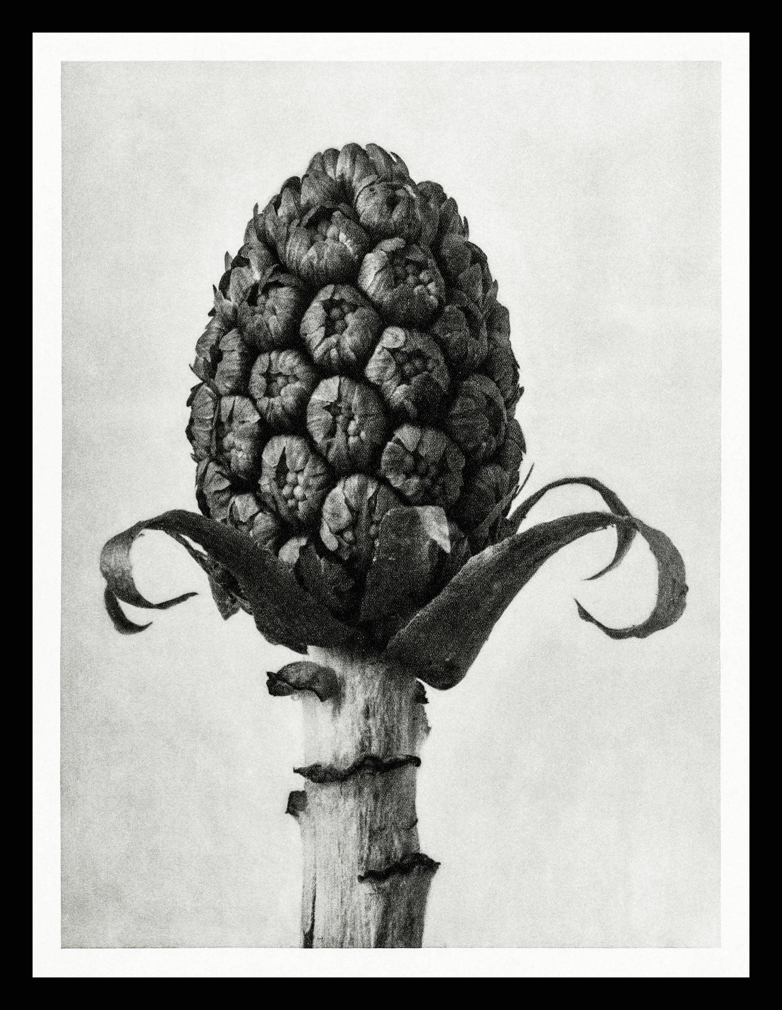 Petasites Officinalis (Butterbur)