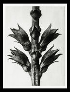 Physostegia Virginiana (Virginian False Dragonhead)