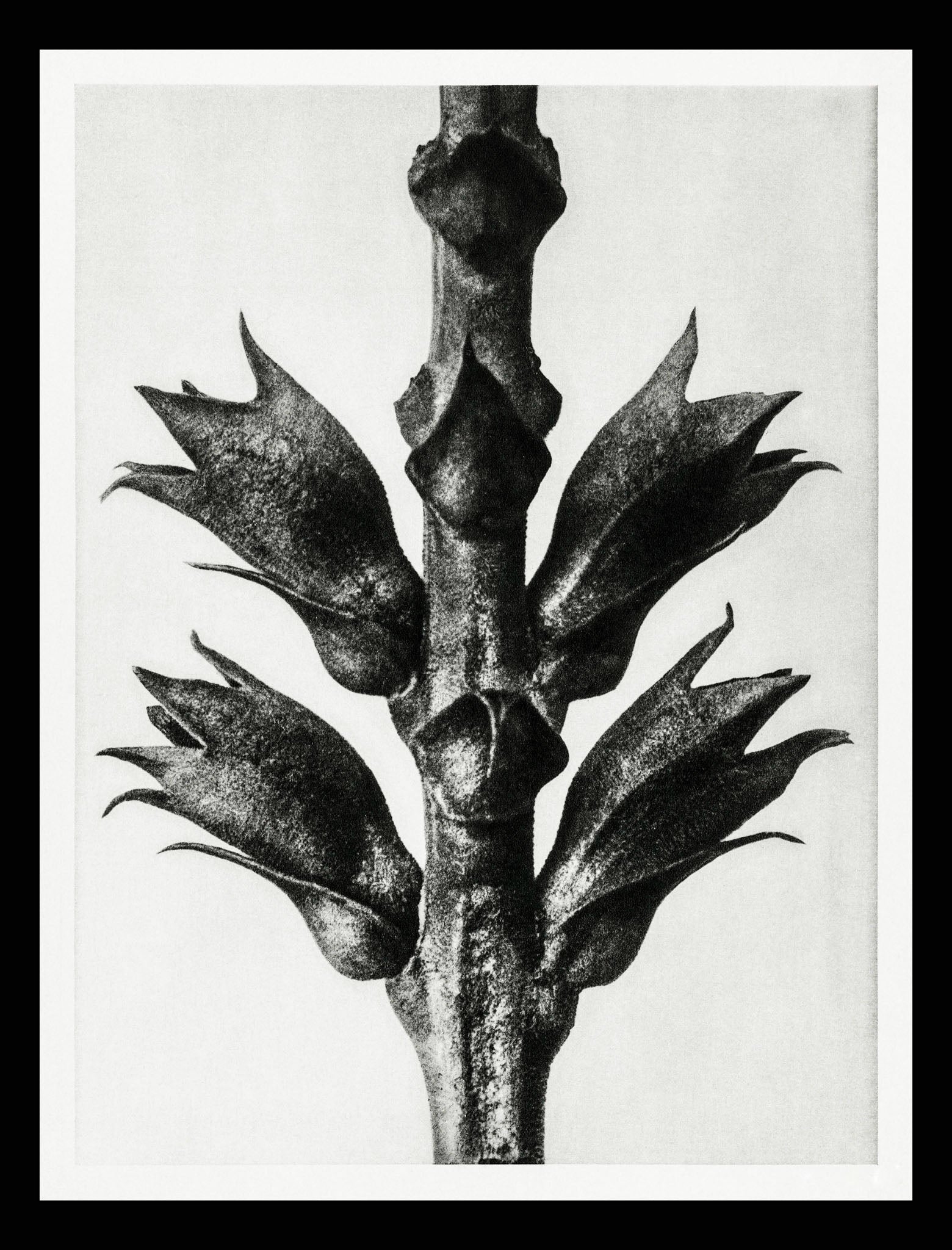 Physostegia Virginiana (Virginian False Dragonhead)