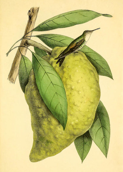 Pigmy Hummingbird