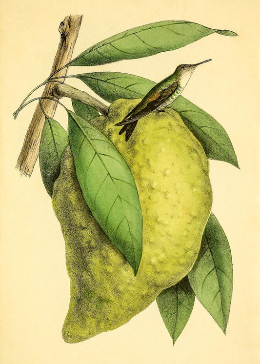 Pigmy Hummingbird