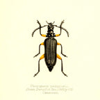 Plectogaster Pectinicornis