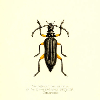 Plectogaster Pectinicornis