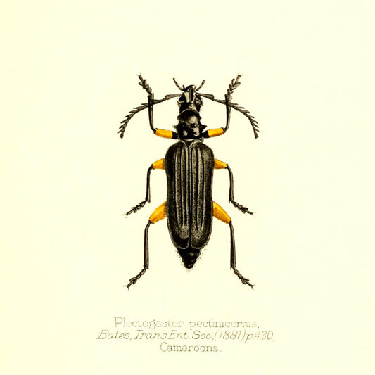 Plectogaster Pectinicornis