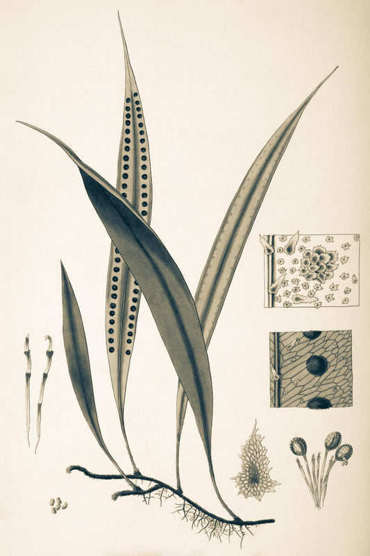 Pleopeltis Percussa