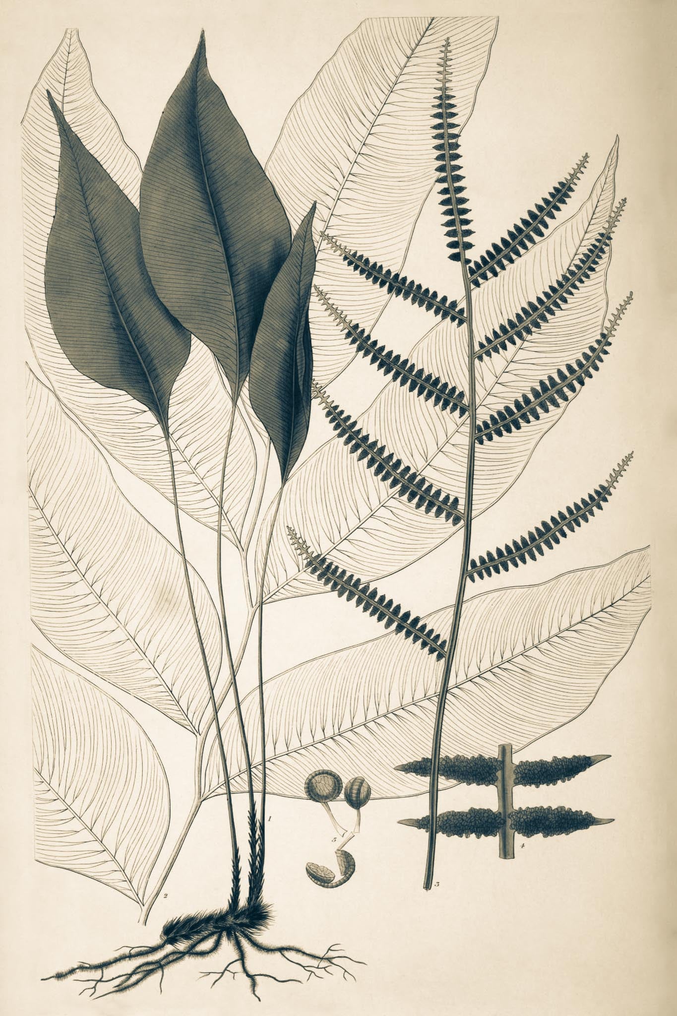 Polybotrya Cervina