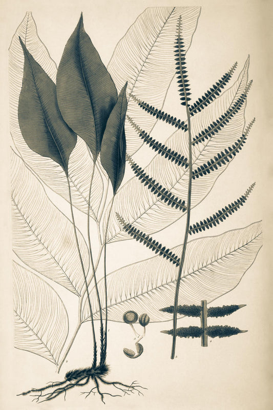 Polybotrya Cervina
