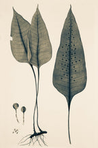 Polypodium Ovatum