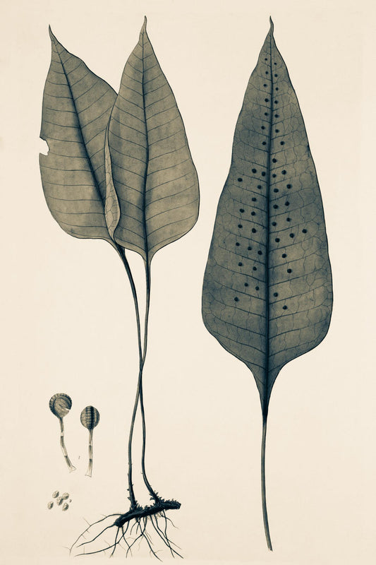 Polypodium Ovatum