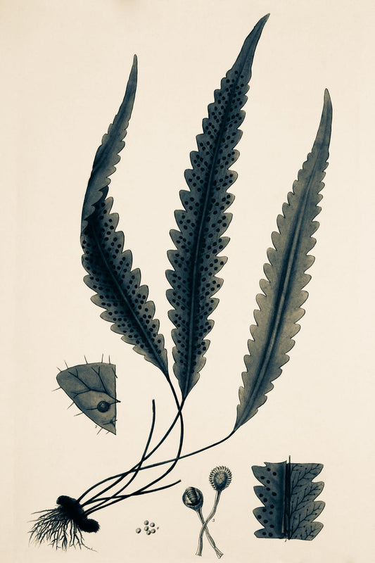 Polypodium Scolopendrioides
