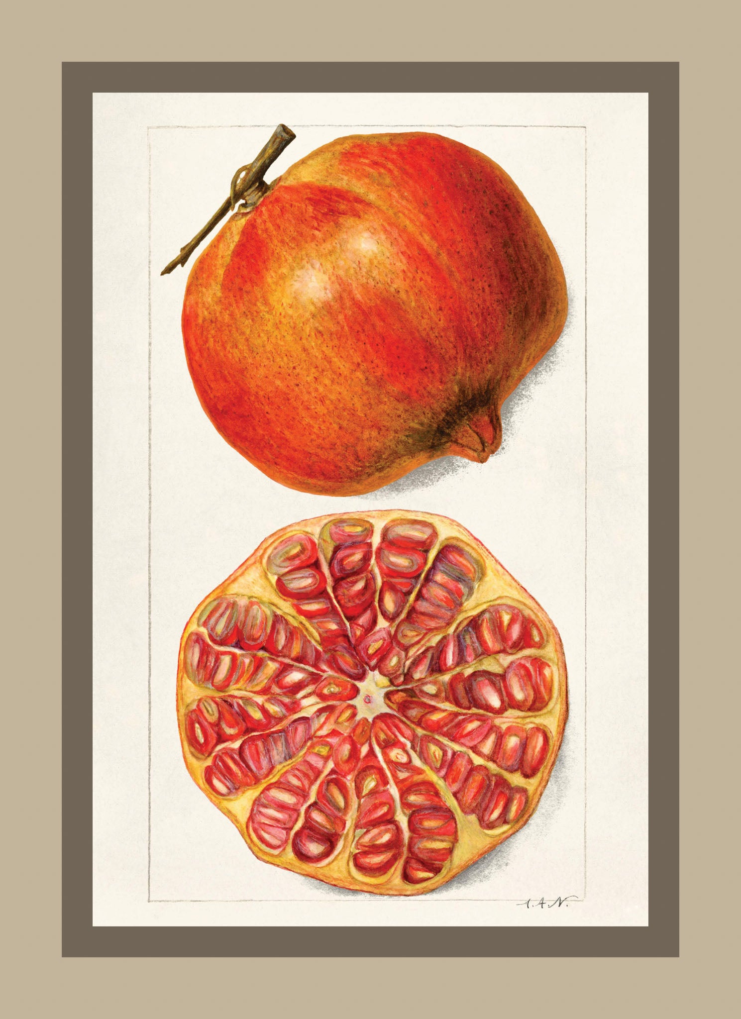 Pomegranates Punica Granatum