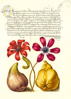 Poppy Anemones, Caterpillar, Fig, and Quince