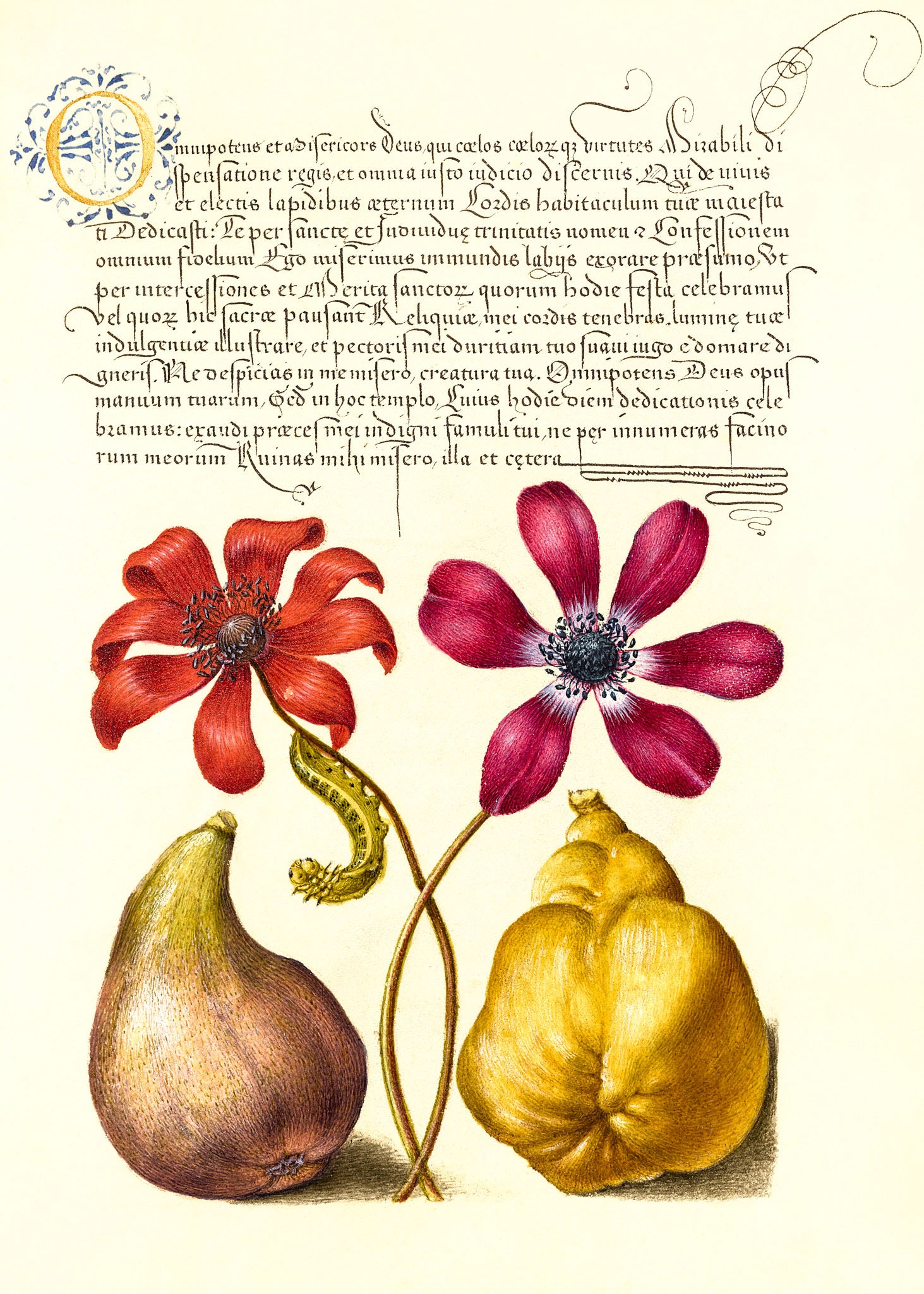Poppy Anemones, Caterpillar, Fig, and Quince