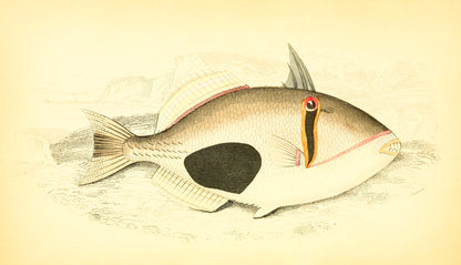 Port Praslin Balistes