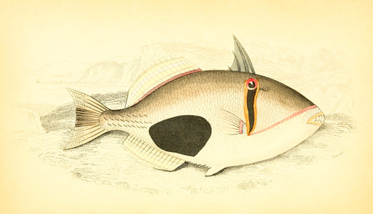 Port Praslin Balistes
