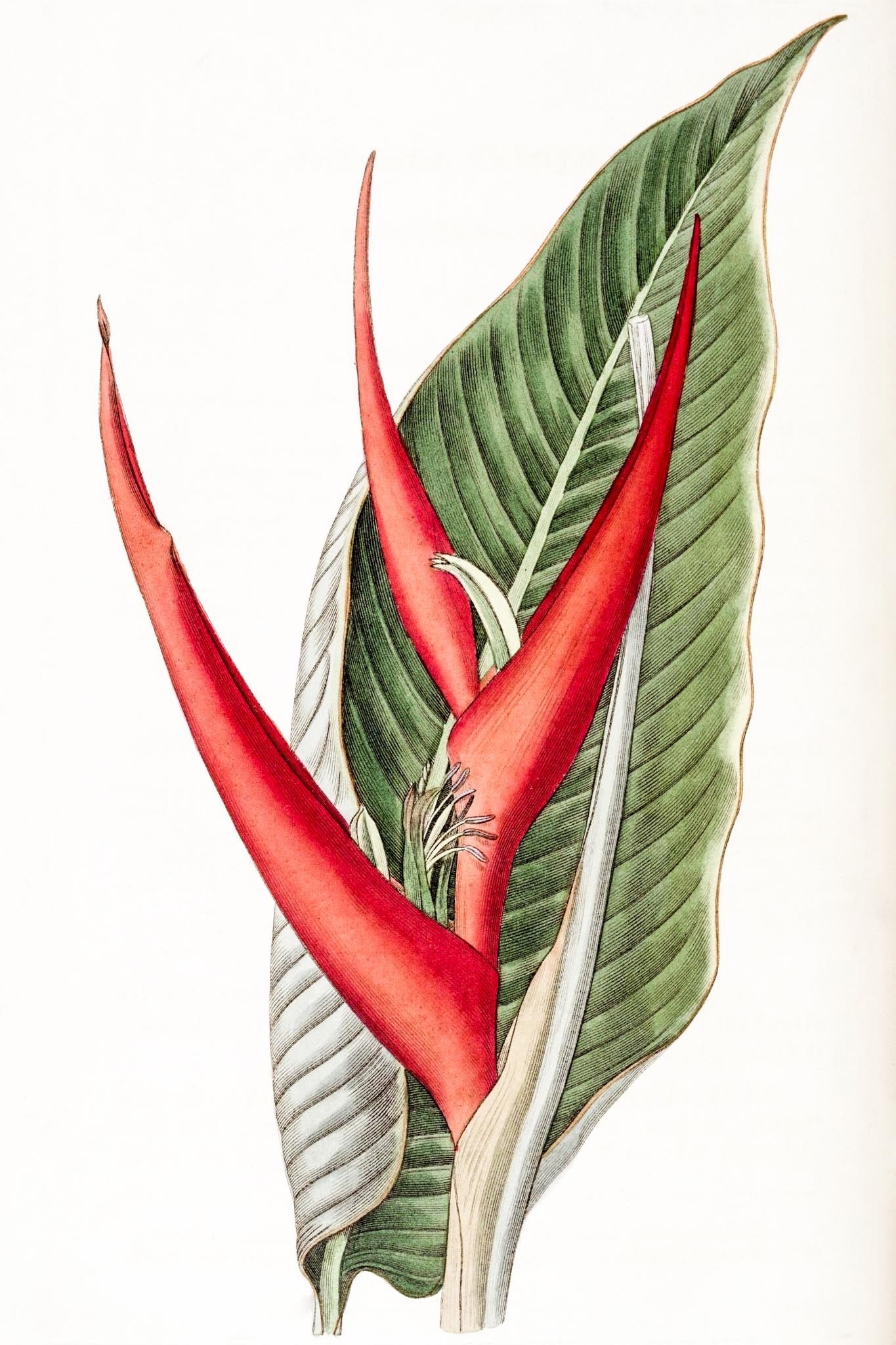 Powdered Heliconia