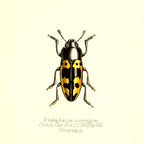 Pselaphacus Nicaraguae