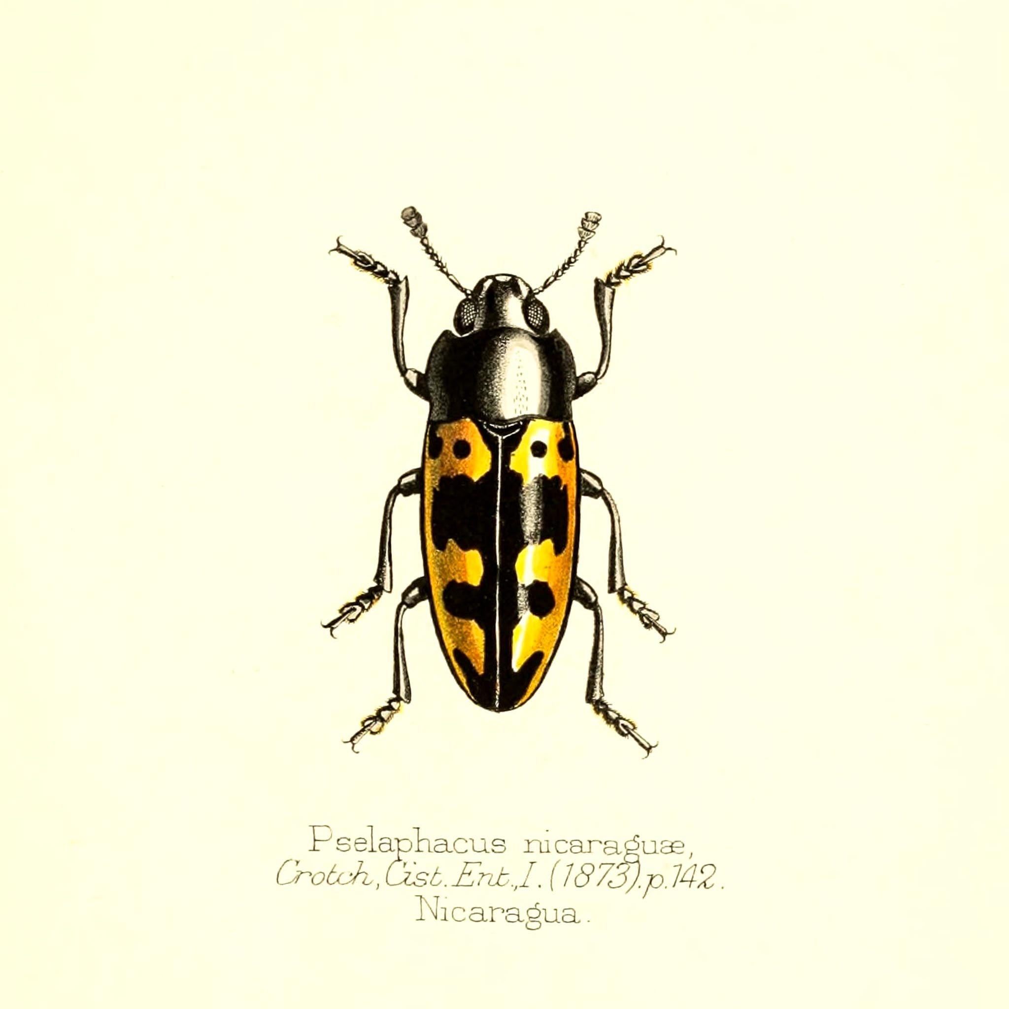 Pselaphacus Nicaraguae