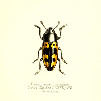 Pselaphacus Nicaraguae