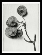 Ptelea Trifoliata (Common Hoptree)