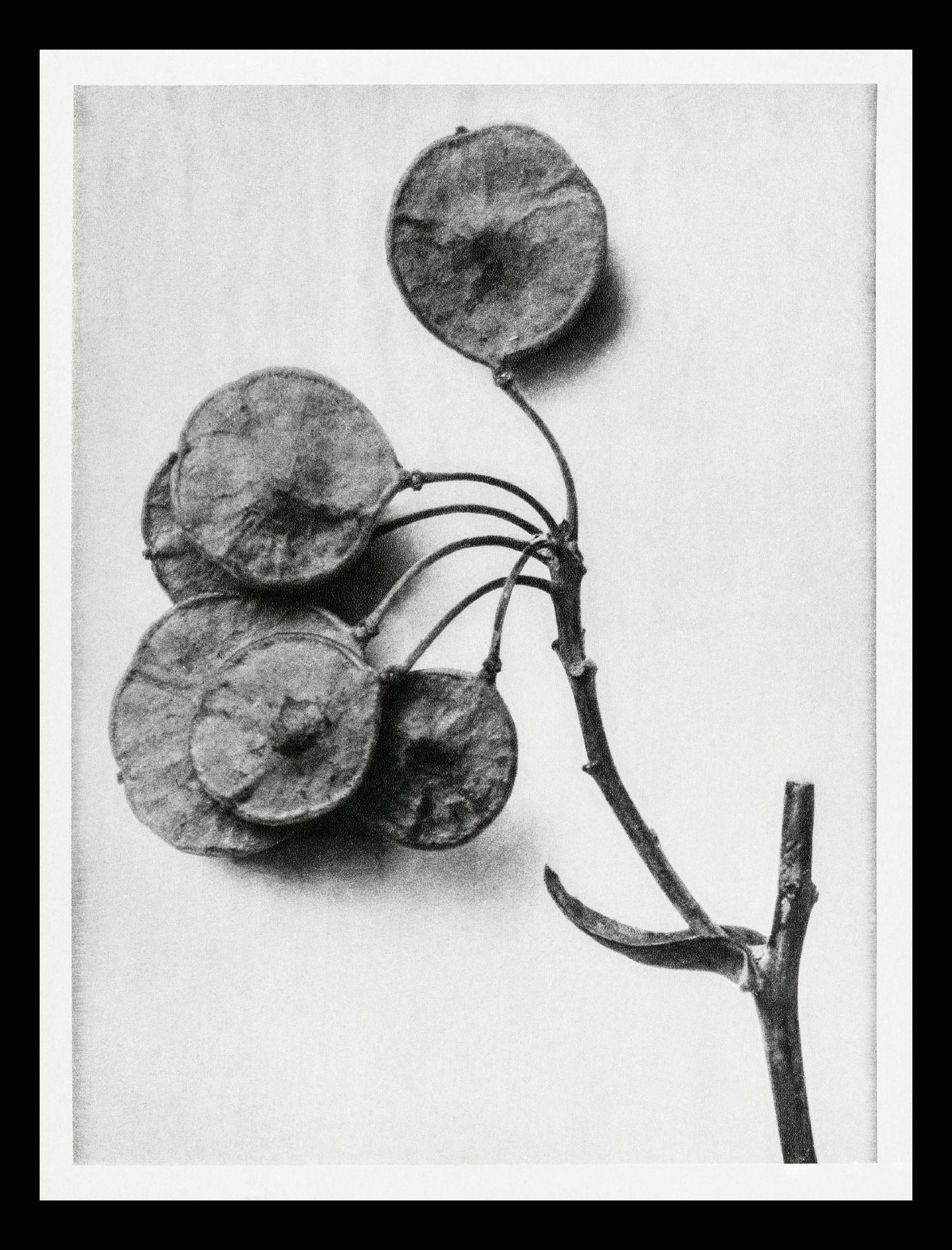 Ptelea Trifoliata (Common Hoptree)